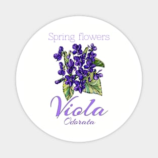 Viola-Vintage Viola -Spring Flowers Viola Odorata Magnet